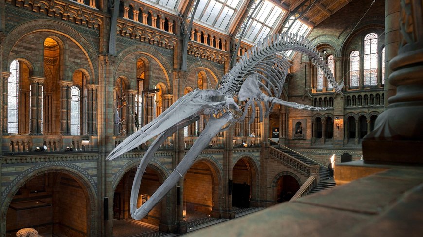 Dinosaurierskelett im national history museum london